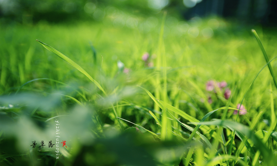 時空對話:77777888管家婆四肖四碼揭秘芳草的智慧傳承