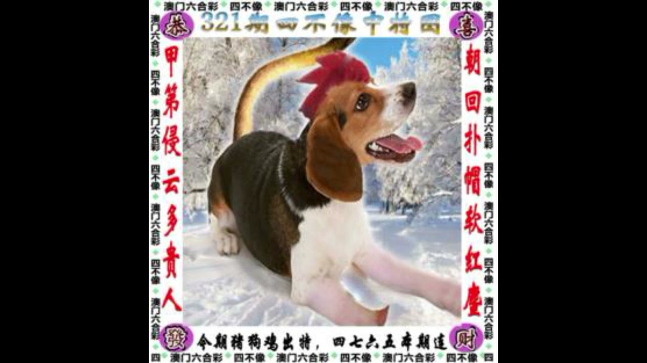 管家婆一肖中特深度解析：洞悉行業(yè)趨勢(shì)與決策智慧