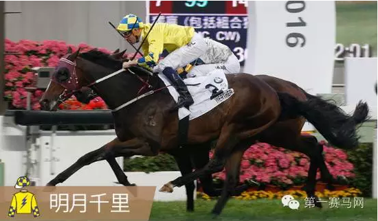 香港馬，77777與88888的傳奇故事，香港賽馬傳奇，77777與88888的傳奇篇章